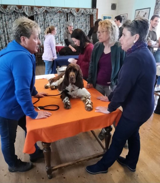 Erste Hilfe für den Hund